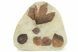 Wide Plate with Seven Fossil Leaves (Four Species) - Montana #262359-1